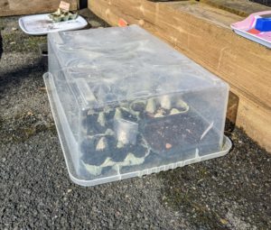 A clear storage box upside down with plants stored underneath.