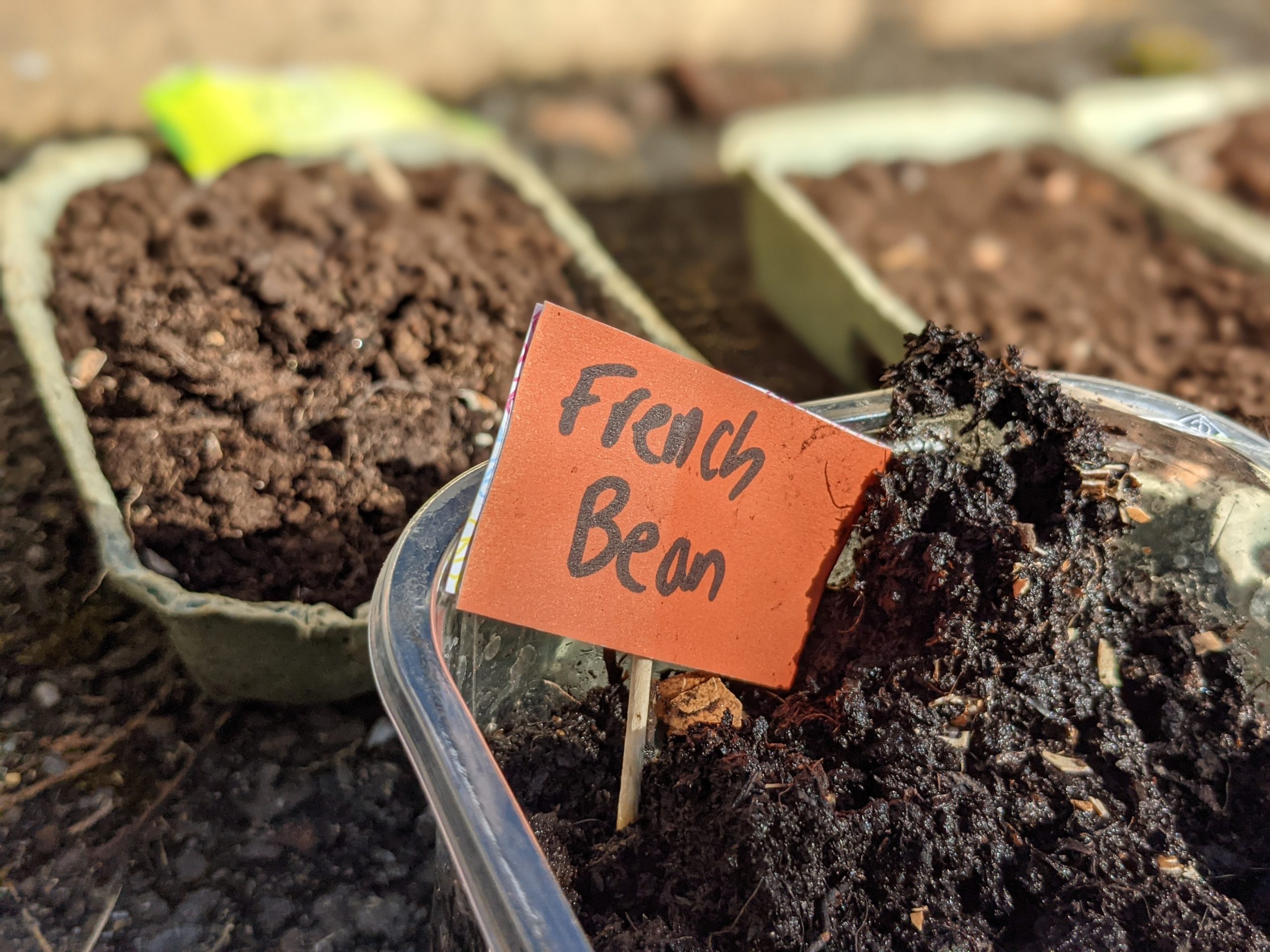 An egg box filled with compost ad a little sign saying French Beans